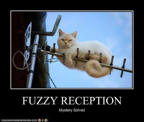 fuzzyyagi.jpg