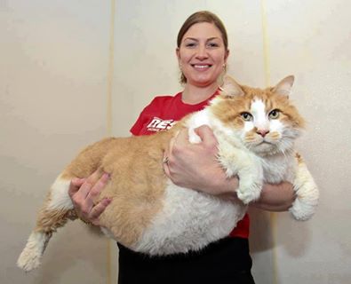 Big Cat.jpg