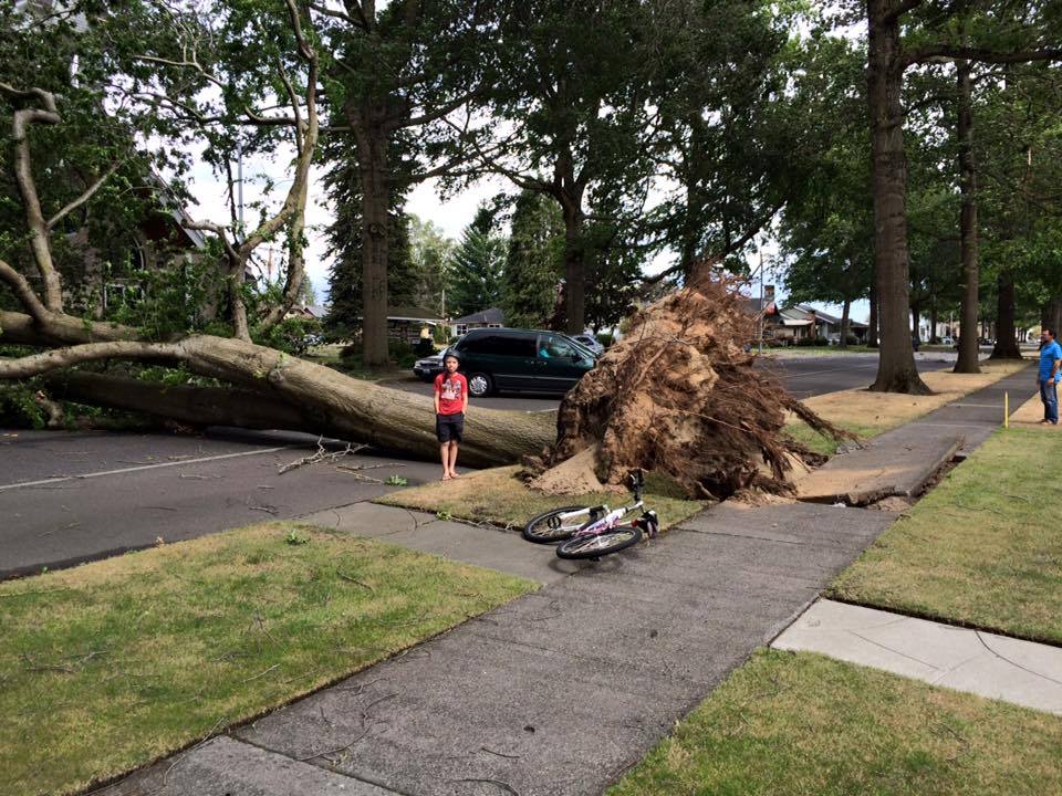 Wind storm Lynden.jpg