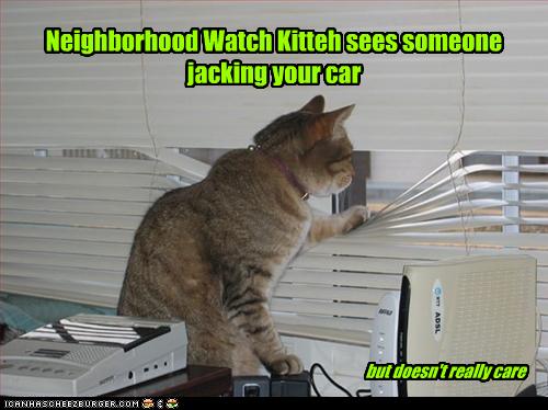 funny-pictures-cat-spies-out-window.jpg