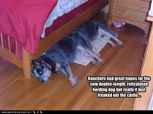 funny-dog-pictures-reticulated-freaked.jpg
