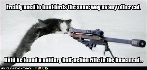 funny-pictures-cat-hunts-birds 3.jpg