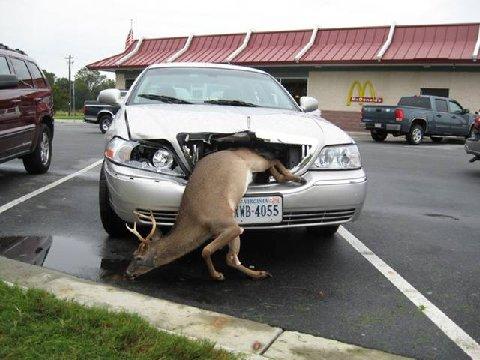 Deer.JPG