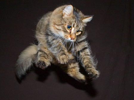 FlyingCat10.jpg