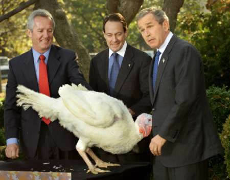 a96945_a586_10-bush-turkey.jpg